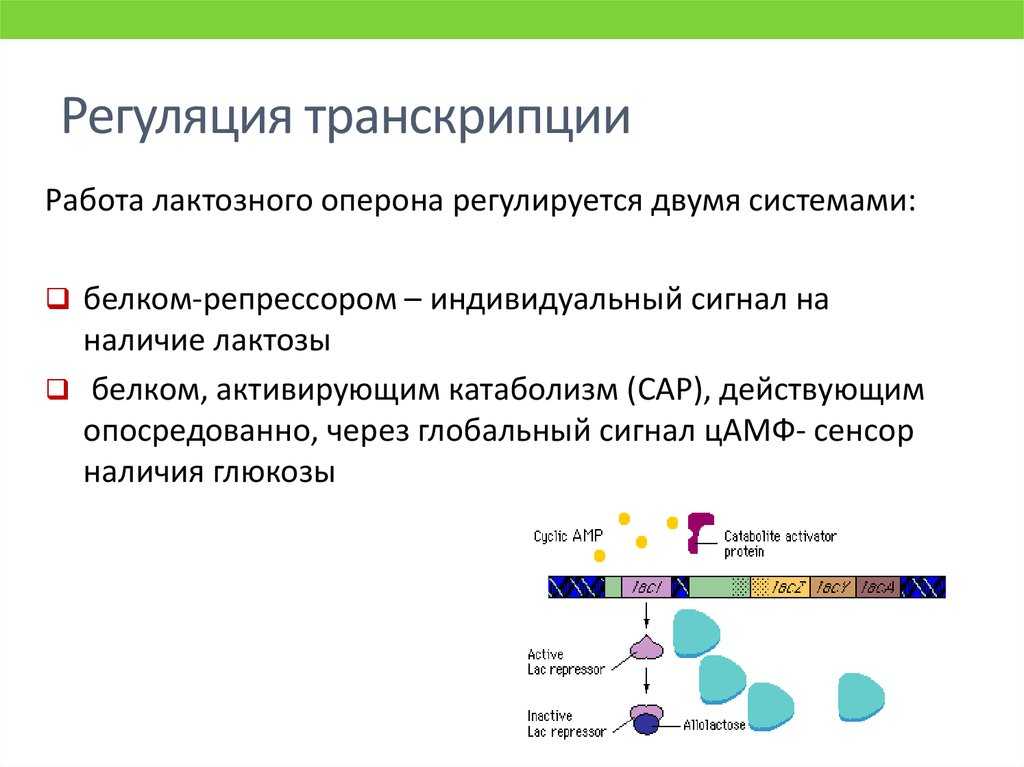 Гдз §21. обмен веществ и превращение энергии в клетке к учебнику биология 10 класс линия жизни, пасечник онлайн ответы и бесплатный решебник