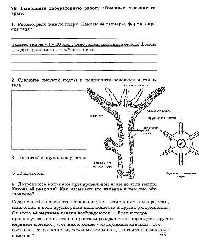 Учебник по биологии за 10 класс линия жизни пасечник, каменский фгос базовый уровень - решебник.рус