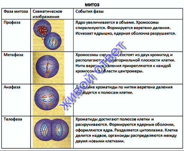 Гдз по биологии 9 класс  пасечник