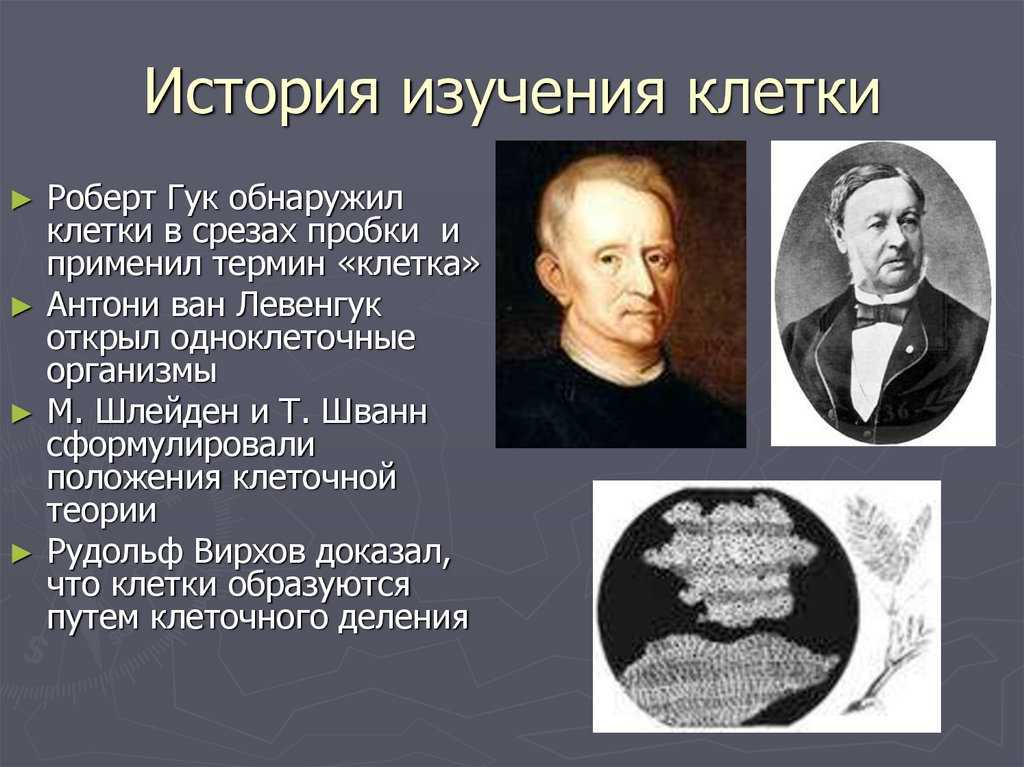 Гдз биология 9 класс пасечник, швецов - рабочая тетрадь к учебнику пасечника, каменского, швецова