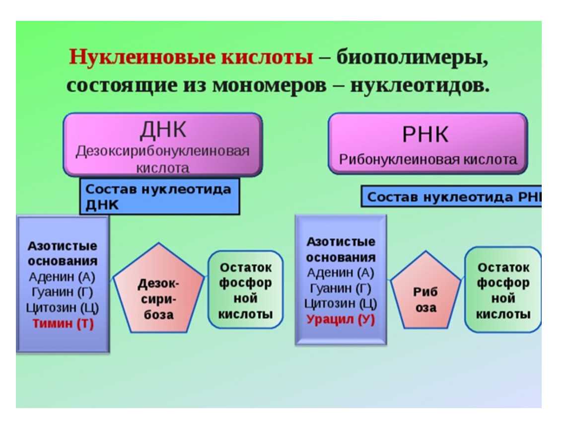 Гдз по биологии 11 класс пасечник, каменский, учебник просвещение 2018