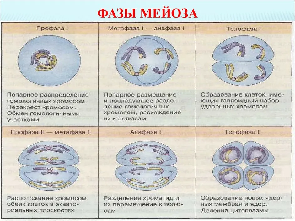 Мейоз - понятие, последовательность и особенности протекания процессов