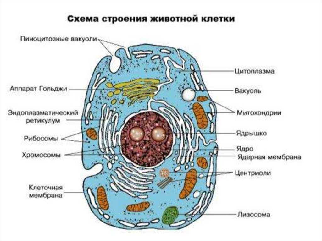 Функции клеточной мембраны