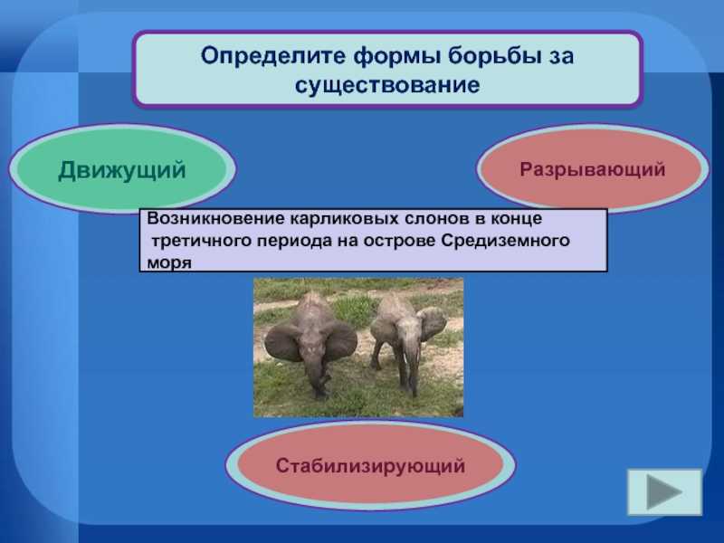 Презентация, доклад к уроку биологии 9 класс по теме:борьба за существование