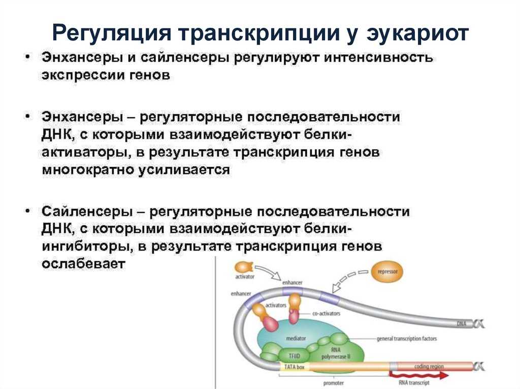 Гдз решебник по биологии 10 класс хруцкая рабочая тетрадь дрофа