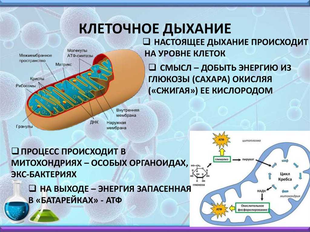 Гдз и решебник биология 9 класс пасечник, швецов - рабочая тетрадь