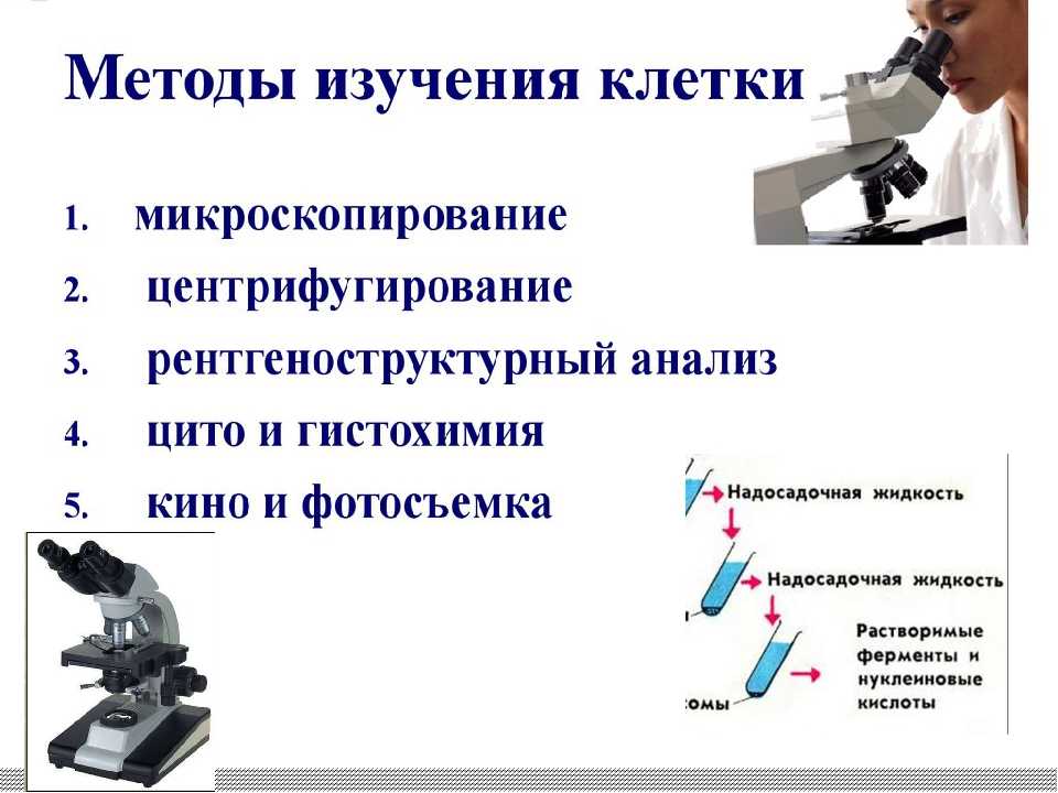 Конспект "современная клеточная теория" - учительpro
