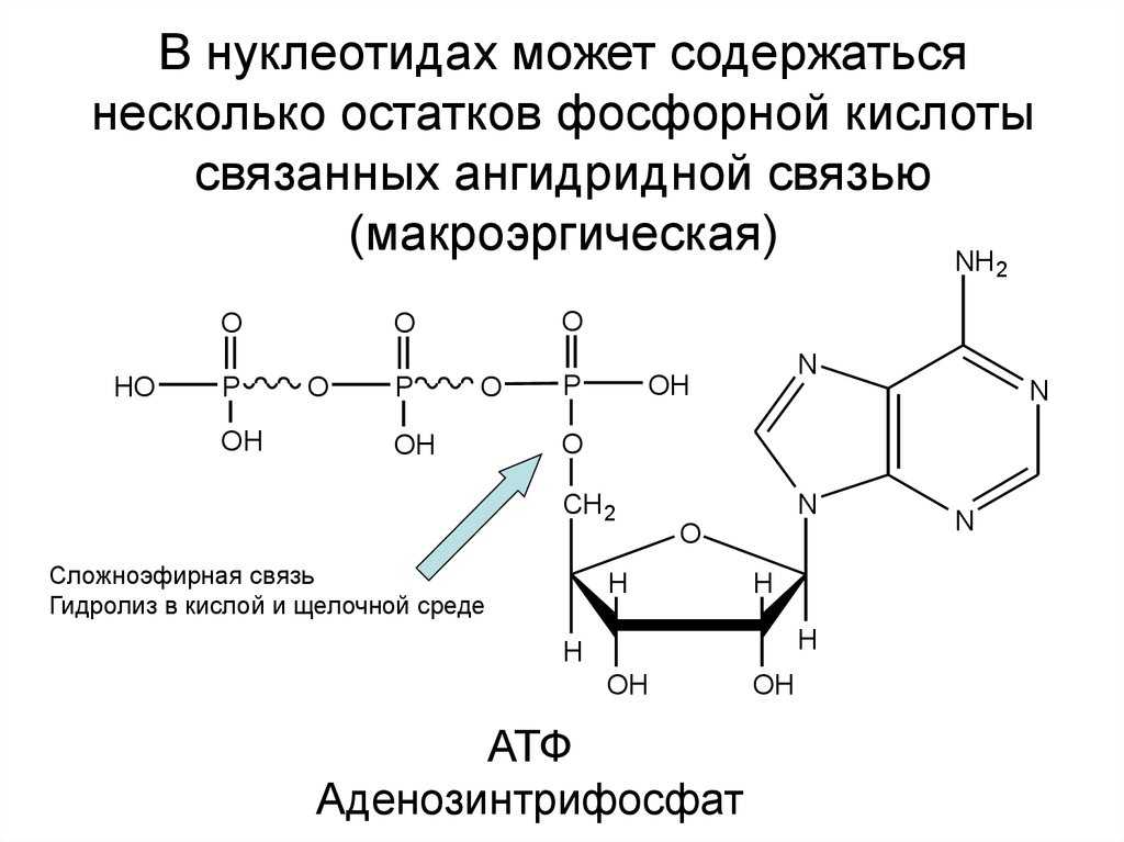Гдз биология 9 класс пасечник, швецов - рабочая тетрадь к учебнику пасечника, швецова