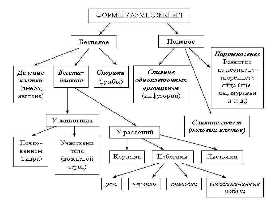Гдз биология 9 класс пасечник, швецов - рабочая тетрадь к учебнику пасечника, швецова