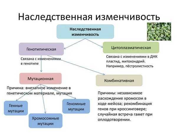 Ответы на вопросы по биологии за 9 класс пасечник, каменский