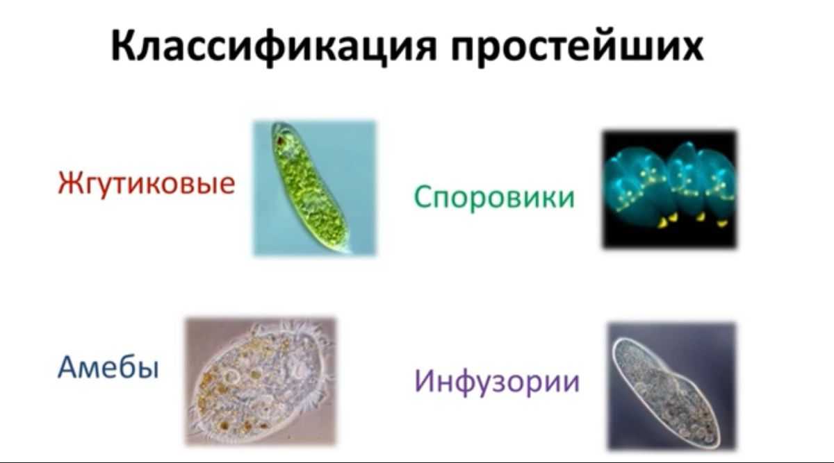 Номер 6 (страница 42) гдз по биологии 5 класс пасечник, рабочая тетрадь 2023