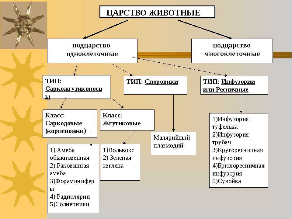 Гдз учебник по биологии 5-6 класс пасечник линия жизни