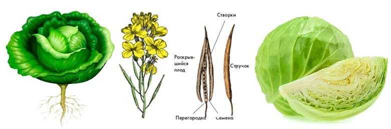 Гдз биология 5-6 класс пасечник, суматохин, калинова, гапонюк - учебник