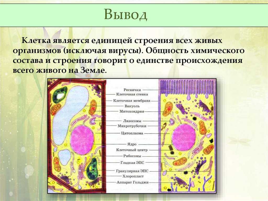 Каменский, пасечник - общая биология (гдз)