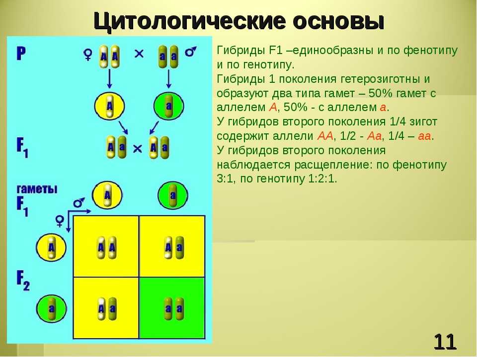 Гдз по биологии 11 класс пасечник, каменский, учебник просвещение 2018