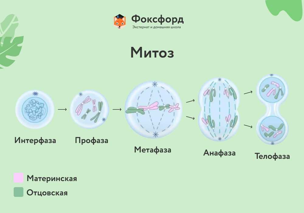 № §12  гдз ответы по биологии учебник 9 класс пасечник - izi5.ru