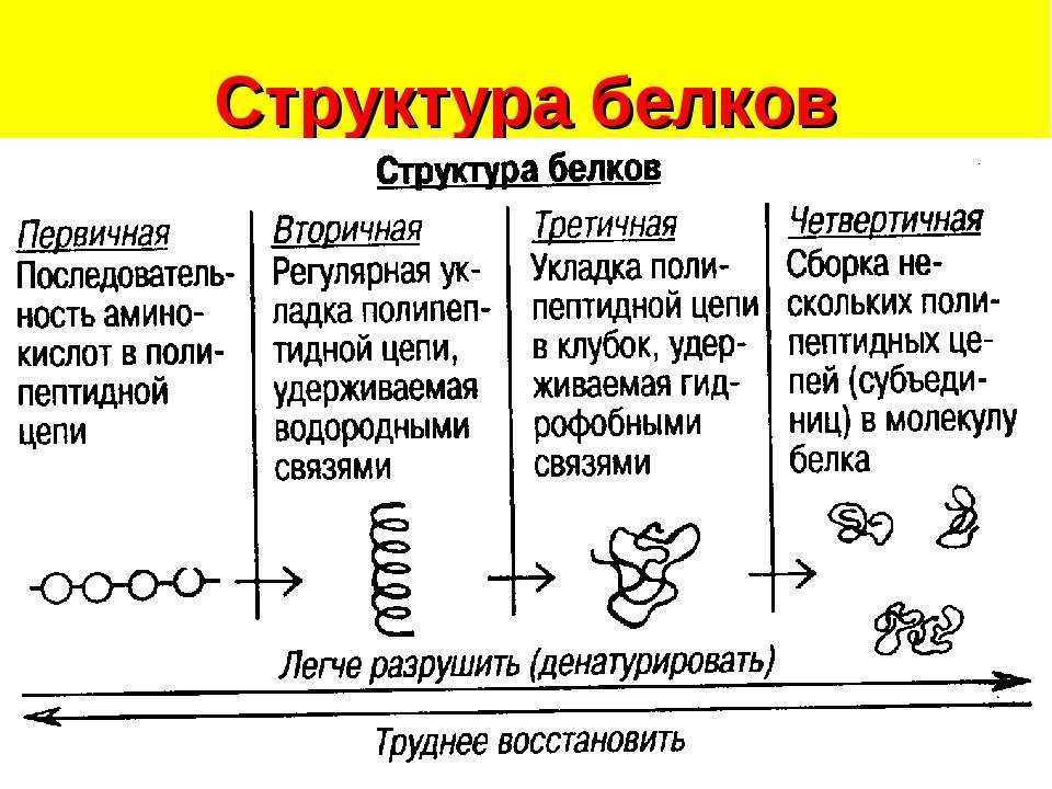 Биология пасечник 5 класс урок 26. подцарство одноклеточные. страницы 74-75: - гдз решебники | mygdz.info