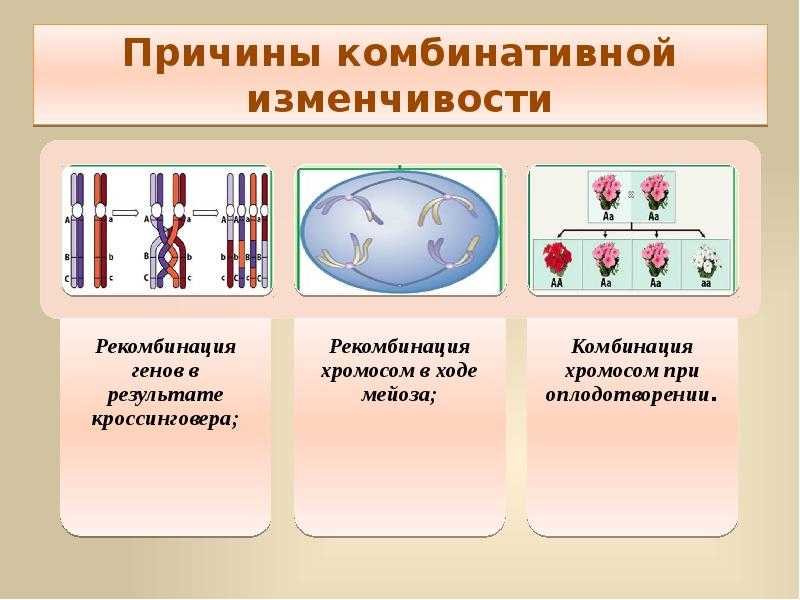 Гдз биология 9 класс пасечник, швецов - рабочая тетрадь к учебнику пасечника, швецова