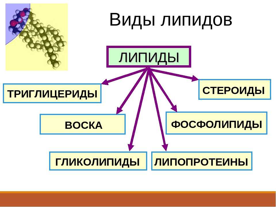 Гдз биология 10 класс пасечник, швецов - рабочая тетрадь