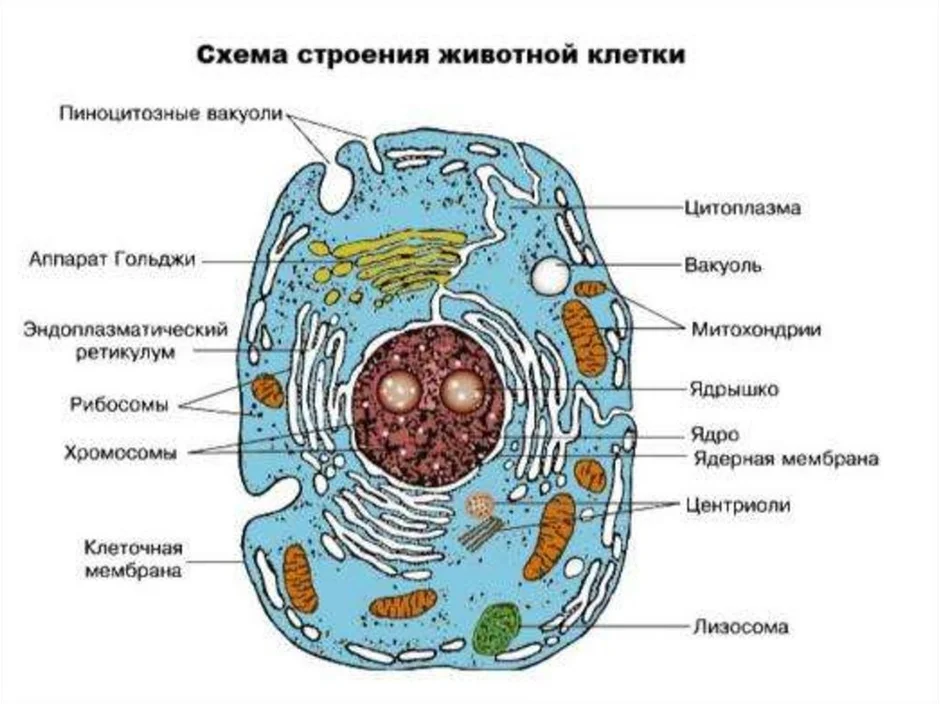 Гдз биология 10 класс пасечник, швецов - рабочая тетрадь