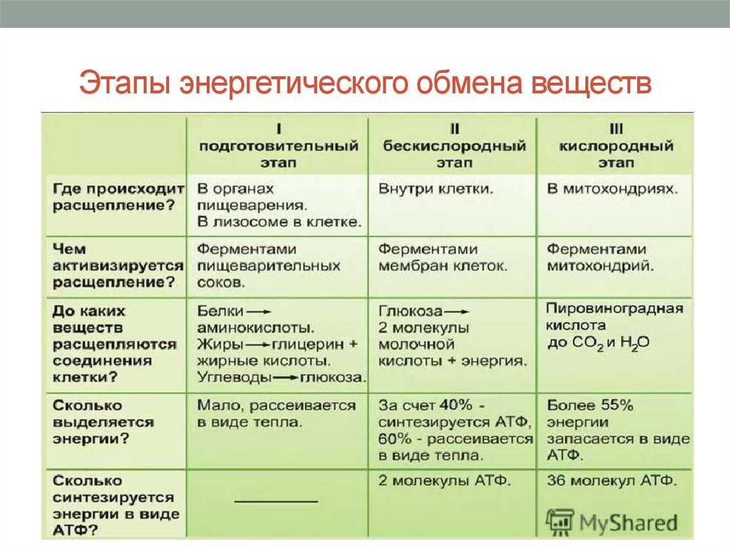 Энергетический обмен: его этапы, последовательность, значение для клетки