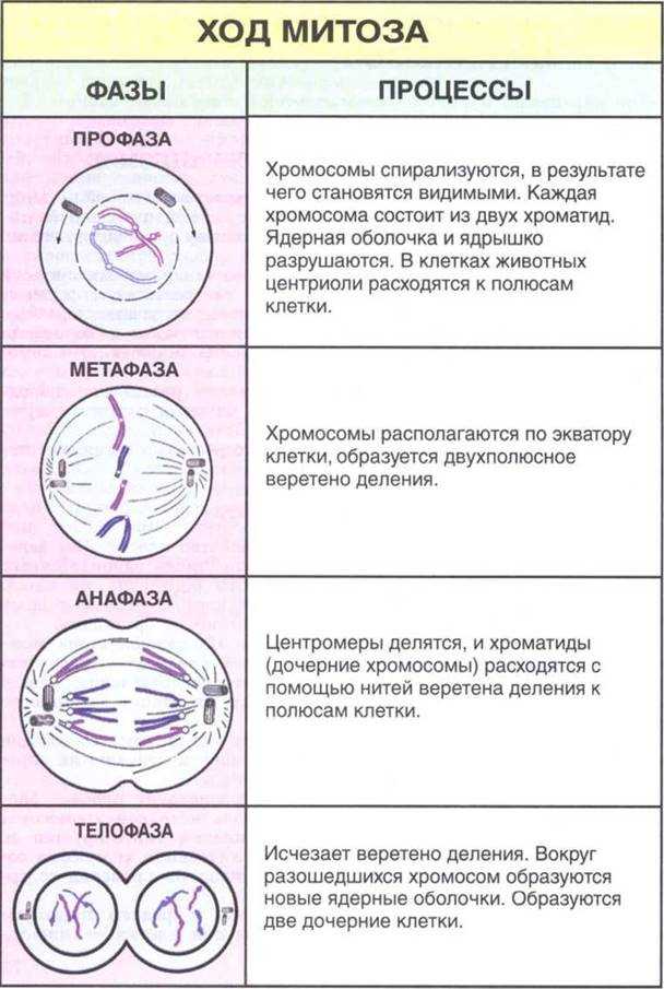 Гдз биология 10 класс пасечник, швецов - рабочая тетрадь