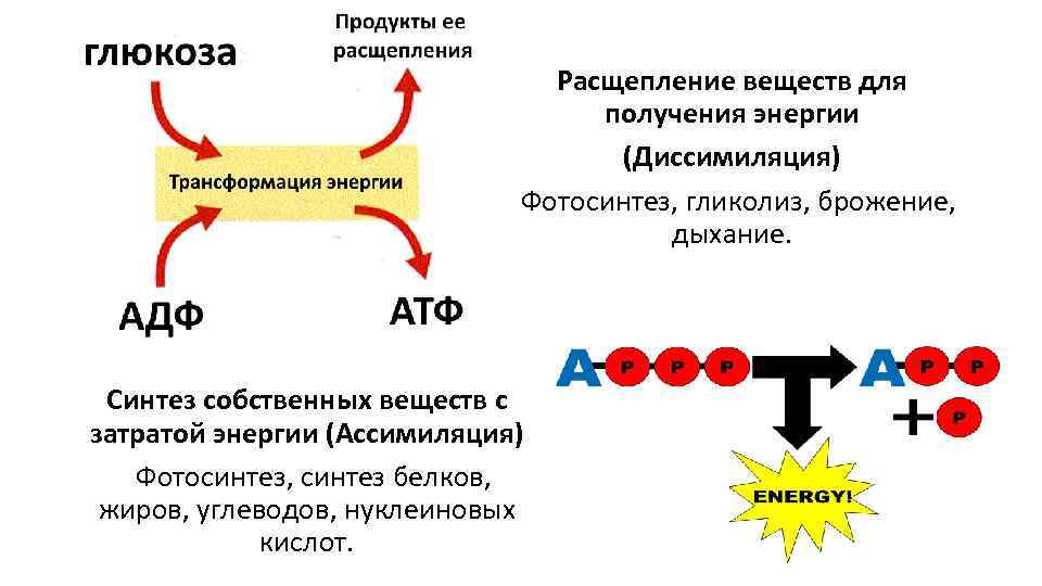 Ассимиляция и диссимиляция в процессе метаболизма (9 класс)