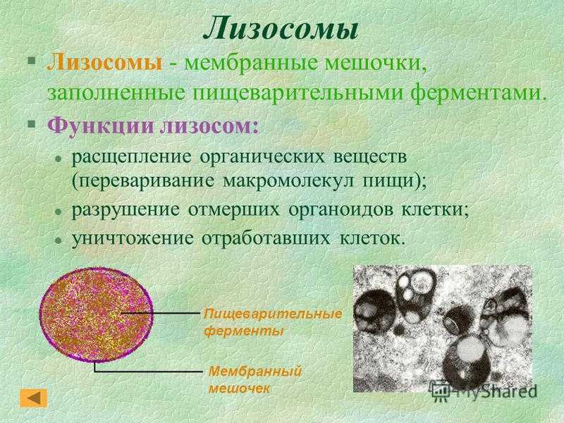 Гдз решебник по биологии 9 класс пасечник, швецов рабочая тетрадь просвещение