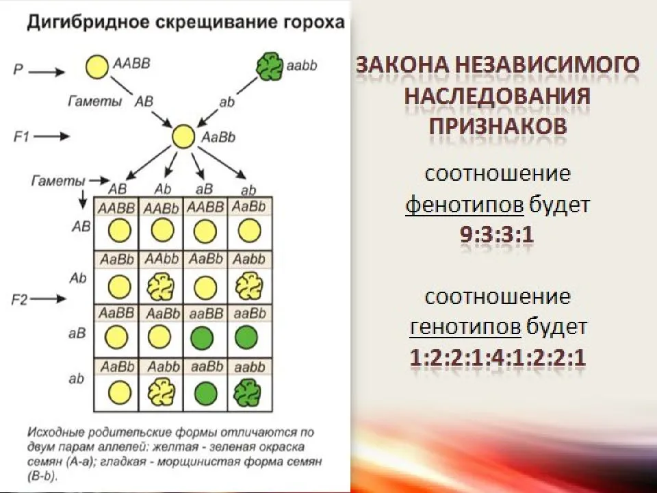 Гдз решебник по биологии 5-6 класс пасечник, суматохин, калинова, гапонюк учебник просвещение