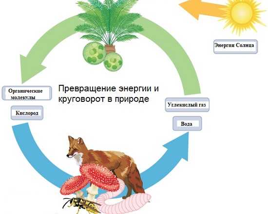 Тест по биологии значение фотосинтеза и биологического круговорота веществ в развитии жизни 9 класс
