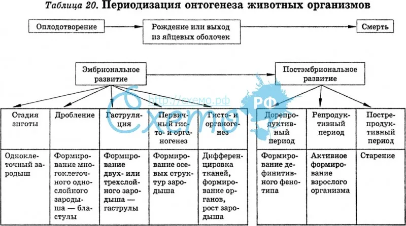 Ответы к §13 индивидуальное развитие организма (онтогенез) гдз к учебнику биологии пасечник 9 класс - страница 14
