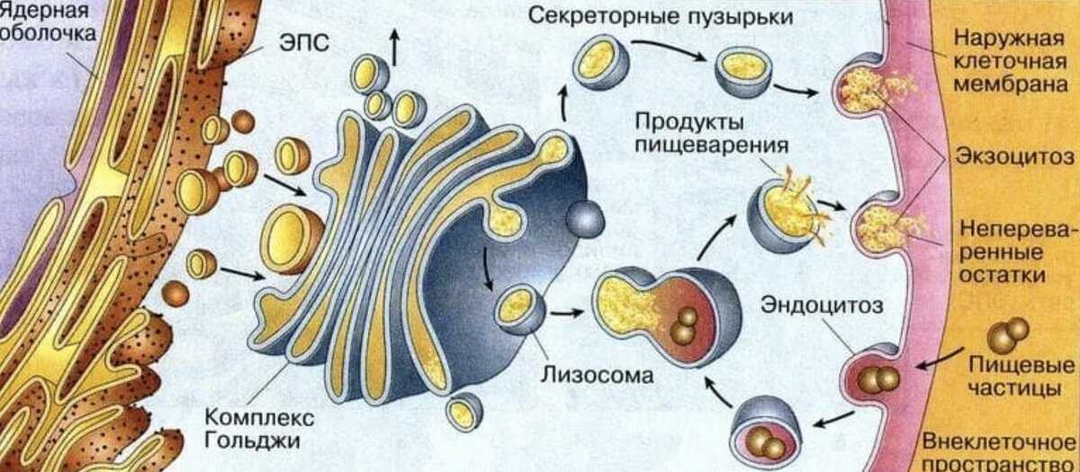 Русский язык огэ 9 класс пасечник ответы - научные работы на obrazovano.ru