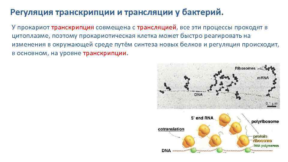Гдз биология 10 класс пасечник, швецов - рабочая тетрадь