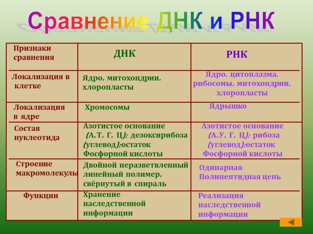 Гдз общая биология, биология - 10 класс, (каменский, криксунов, пасечник, швецов)