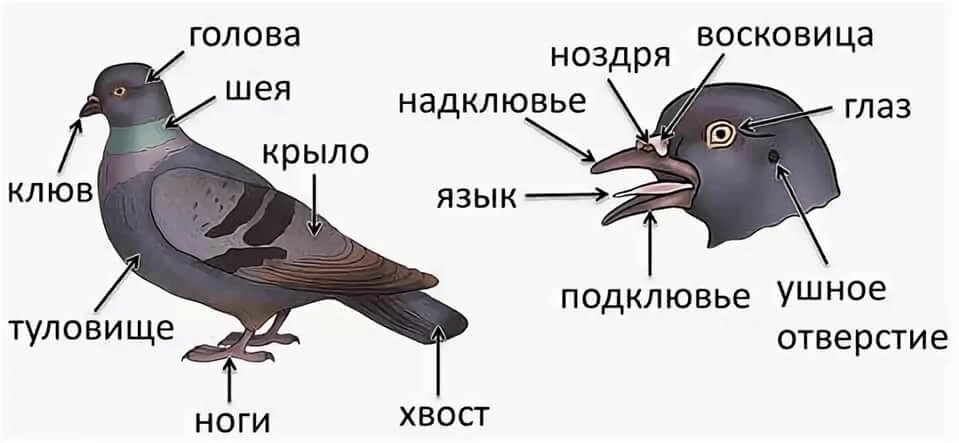 Гдз биология 10 класс пасечник, швецов - рабочая тетрадь