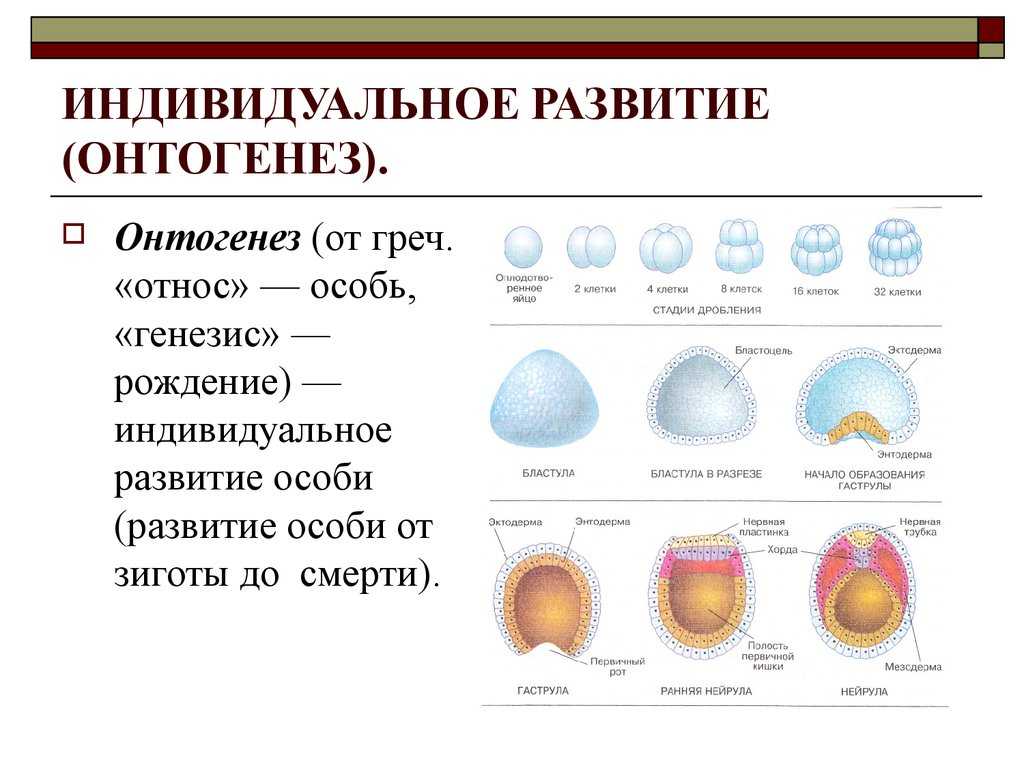 Гдз - онлайн ответы по биологии за 7 класс пасечник рабочая тетрадь линия жизни