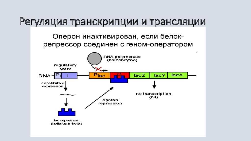 Гдз решебник по биологии 10 класс пасечник, швецов рабочая тетрадь дрофа