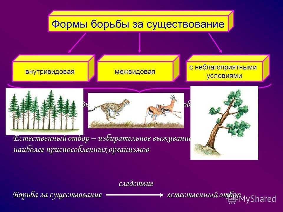 Борьба за существование - биология - я биолог