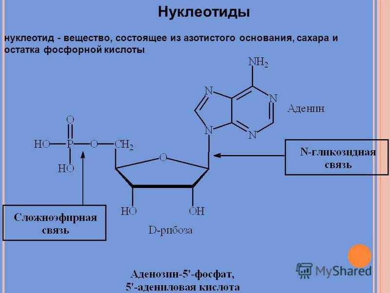 Гдз (решебник) биология 5 класс пасечник