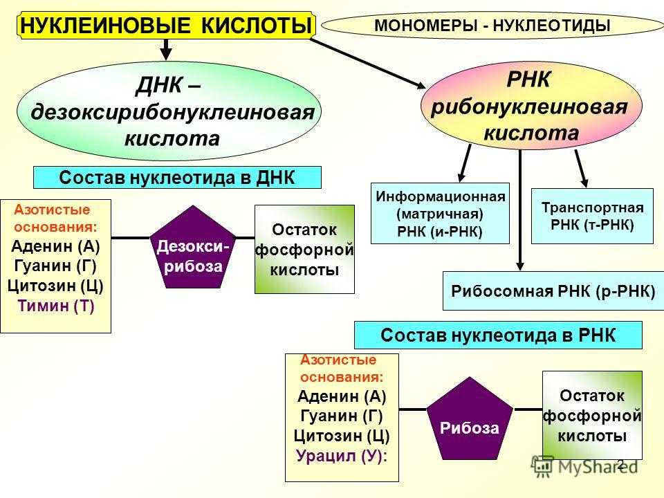Гдз по биологии 9 класс учебник пасечник, каменский, швецов