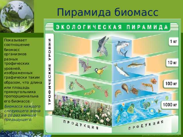 § 8. трофические уровни. экологические пирамиды