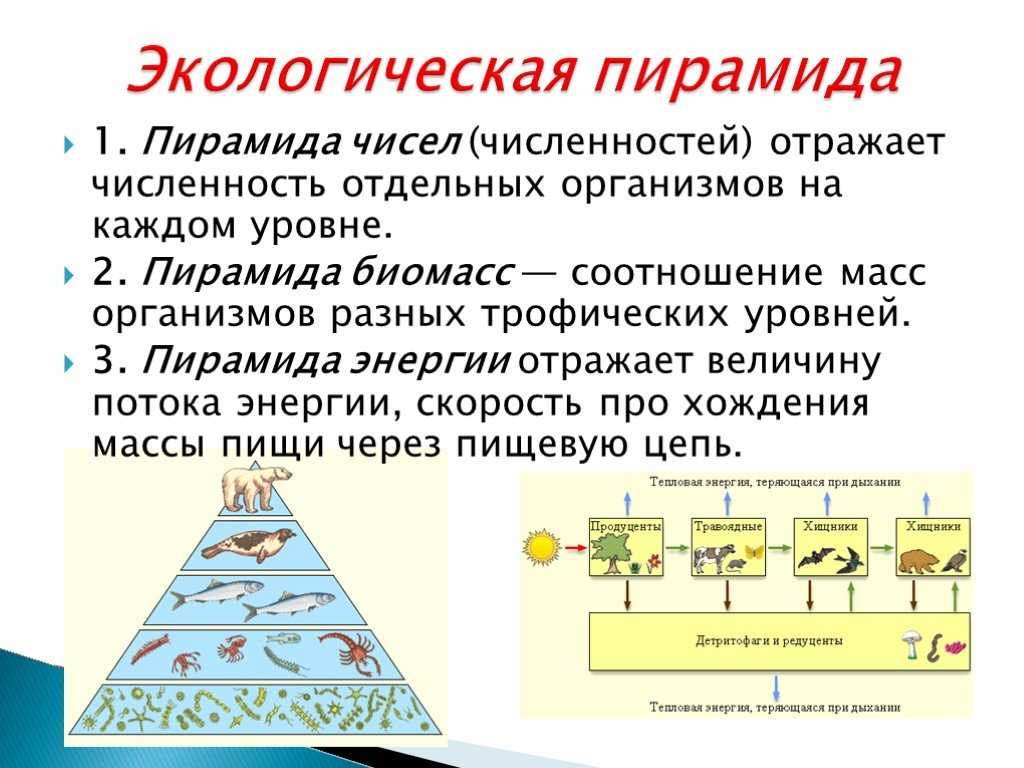 Гдз по биологии 11 класс дашков, головач, рабочая тетрадь аверсэв 2021