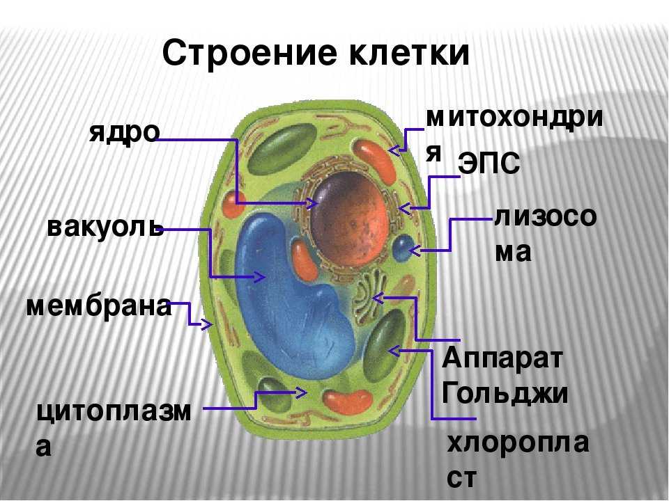 Биология пасечник учебник §10 | частная школа. 8 класс