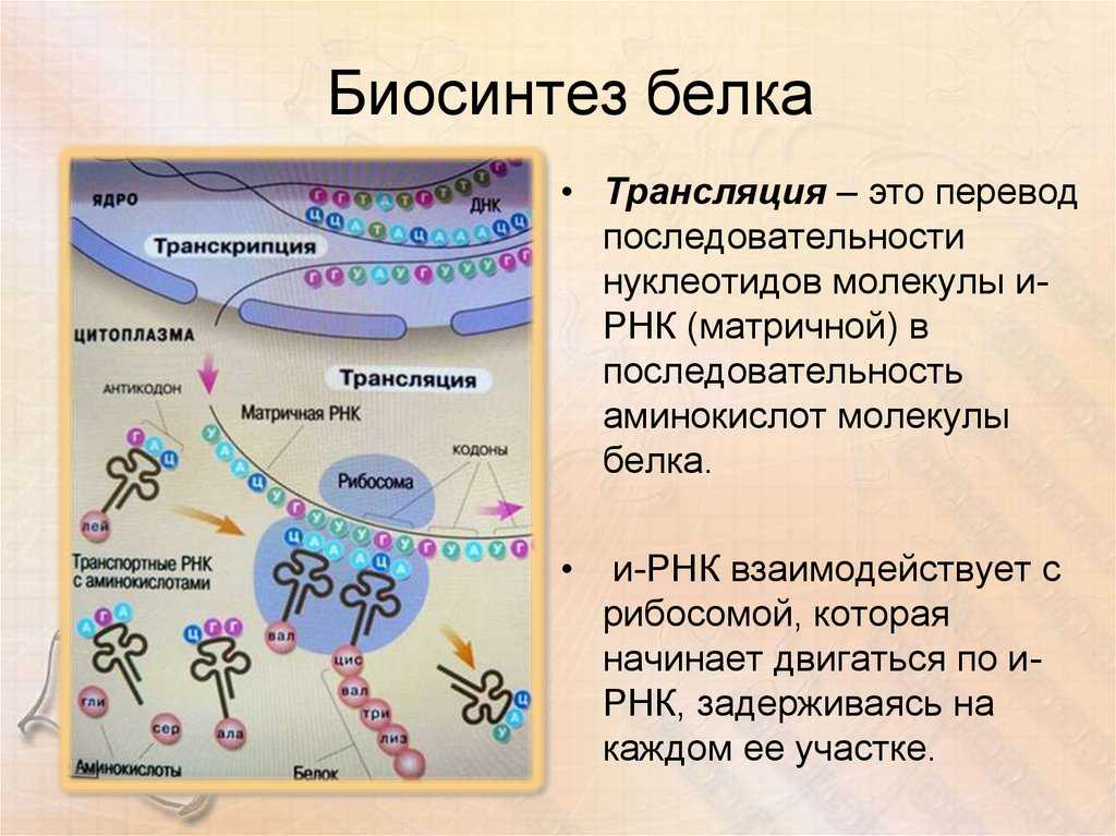 Гдз решебник по биологии 9 класс пасечник, швецов рабочая тетрадь дрофа