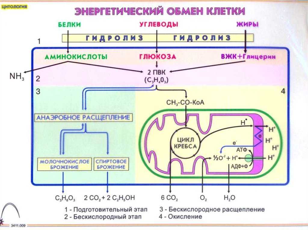 Гдз по биологии 10 класс  пасечник базовый уровень
