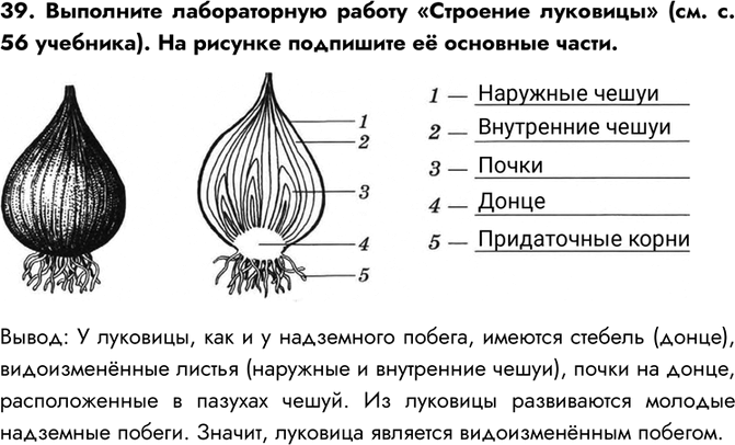 Гдз решебник рабочая тетрадь биология 9 класс линия жизни пасечник