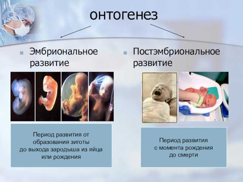 Гдз по биологии 5 класс учебник пасечник, суматохин, гапонюк