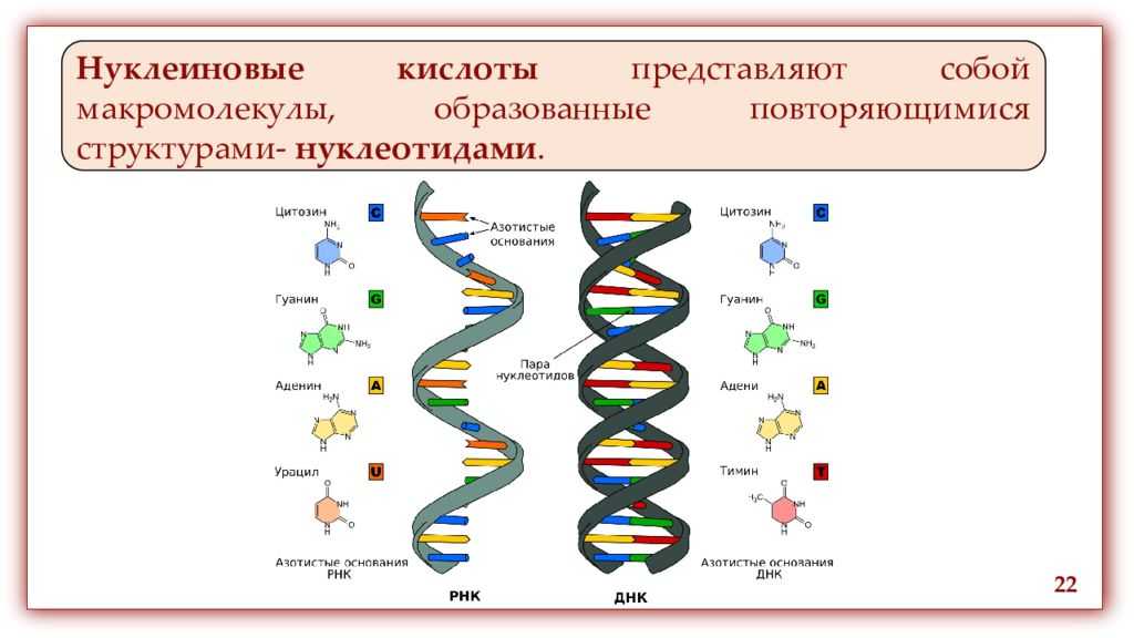 Гдз по биологии 11 класс пасечник, каменский, учебник просвещение 2018