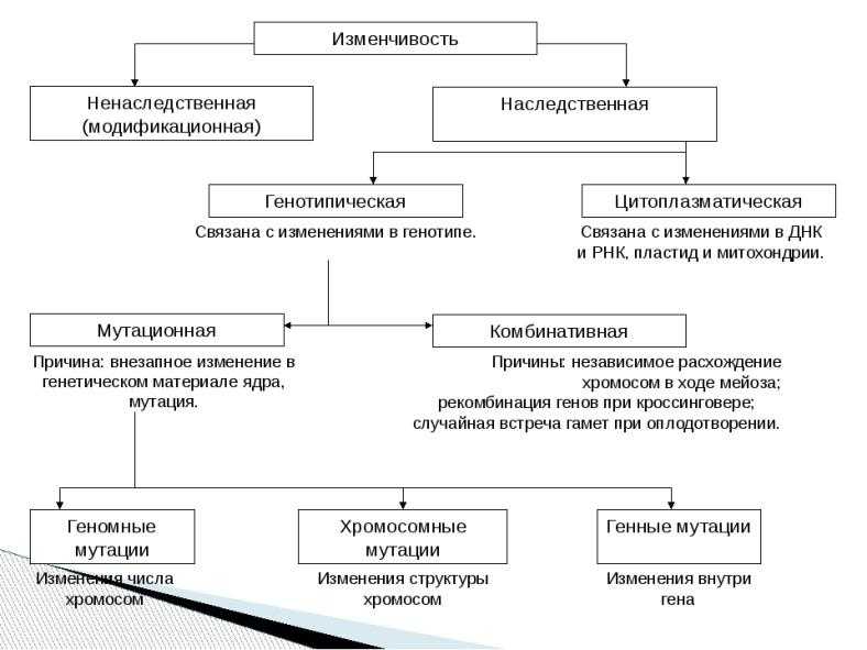 Гдз биология 9 класс пасечник, швецов - рабочая тетрадь к учебнику пасечника, швецова