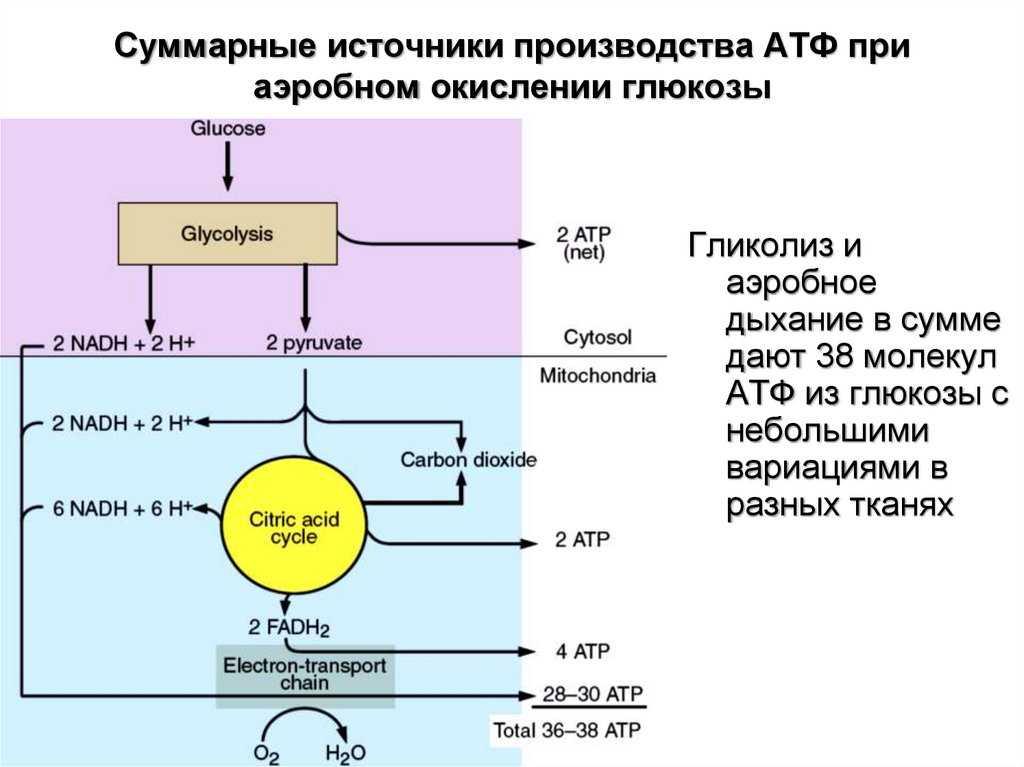 Какое значение имеет атф для осуществления процессов обмена веществ у разных групп организмов кратко